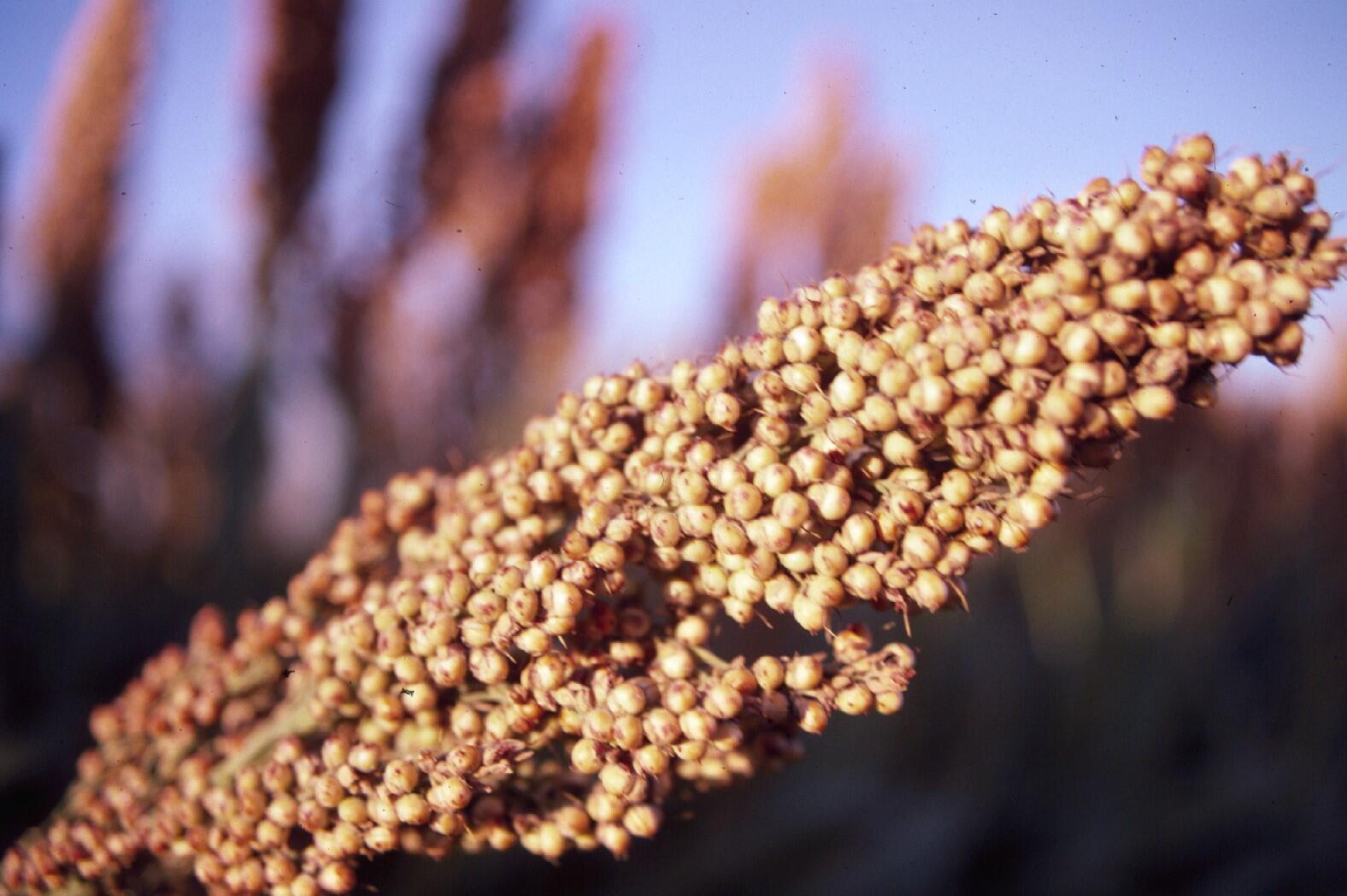 Sorghum
