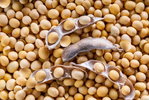 SoyBeans